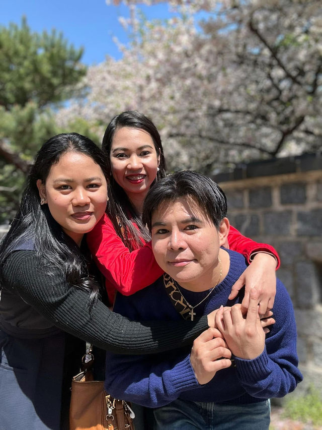 Scenic Spots in Suwon for Sakura Viewing!