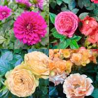 🌺🌸 #แลนด์มาร์คใหม่ระยอง  WondrousBloom 🌷