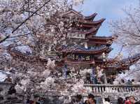 “Wuxi in Bloom: A Pink Reverie by the Lake”