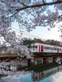 Sakura Serenity: Cherry Blossoms in Wakayama City