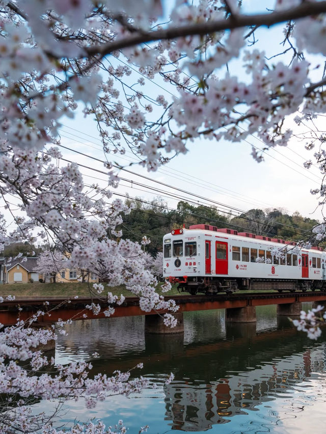 Sakura Serenity: Cherry Blossoms in Wakayama City