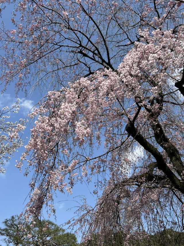 "Petals in the Wind: Japan’s Enchanted Sakura Season"