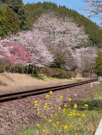 🎀Successful Sakura Hunt! Hidden Gem Cherry Blossom Train Ride 🌸🚂