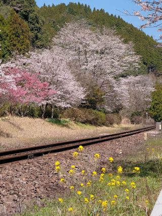 🎀Successful Sakura Hunt! Hidden Gem Cherry Blossom Train Ride 🌸🚂