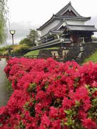 Spring Walk at Shōryūji-jō Castle Ruins