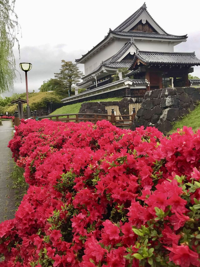 Spring Walk at Shōryūji-jō Castle Ruins