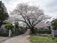🌸 Sakura & Serenity: My Unexpected Adventure in Aoyama Cemetery 🌸