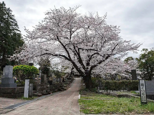 🌸 Sakura & Serenity: My Unexpected Adventure in Aoyama Cemetery 🌸