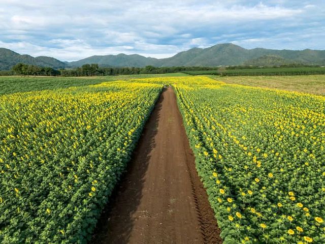 เที่ยวเชิงวิถีชุมชน ชมไร่ทานตะวันสุดว้าว #ลพบุรี