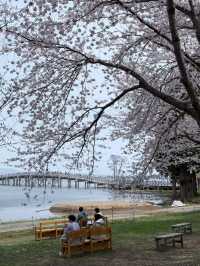 Japan's Only Crane-and-Sakura Duet