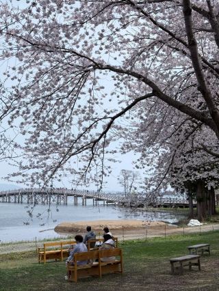Japan's Only Crane-and-Sakura Duet
