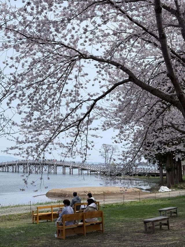 Japan's Only Crane-and-Sakura Duet