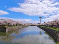 Petals Over the Fortress: Springtime at Goryokaku