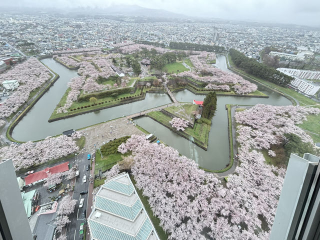 🌸函館必打卡！邂逅五棱郭公園絕美櫻海