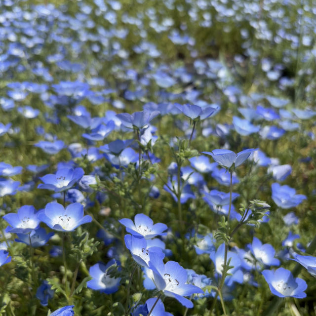 A Sea of Blue Nemophila Blooms