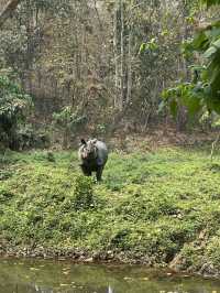Drive to Twenty Thousand Lake (Bis Hazari Tal), Tikauli, Chitwan: A Wild Encounter