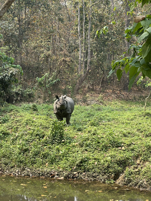 Drive to Twenty Thousand Lake (Bis Hazari Tal), Tikauli, Chitwan: A Wild Encounter