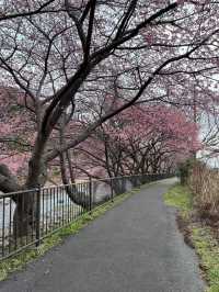 “The First Bloom of Spring: Kawazu’s River of Pink”