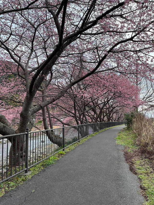 “The First Bloom of Spring: Kawazu’s River of Pink”
