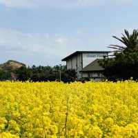 My Visit to Sanbangsan's Canola Fields