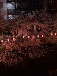 도쿄 메구로가와 밤 벚꽃길 후기🌸🌙