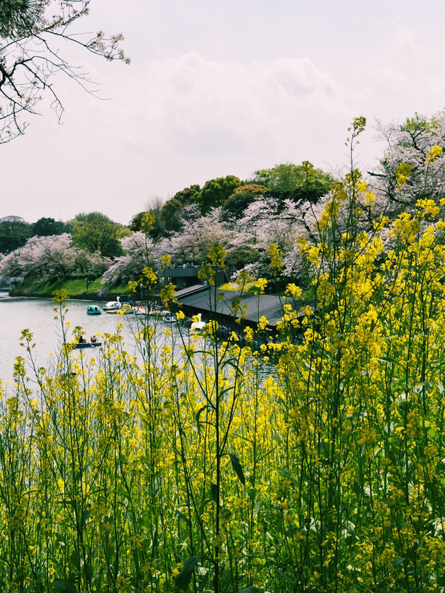 東京｜地鐵半藏門線｜紫藤色的都市脈動與文化交織