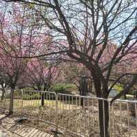 Where Terracotta Warriors Dance With Blossoms