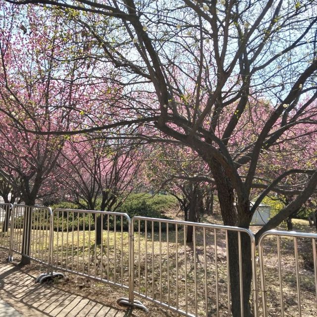 Where Terracotta Warriors Dance With Blossoms