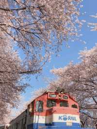 Korea's Must-Visit Cherry Blossom Spot in Spring — Jinhae Military Port Festival 🌸🚢