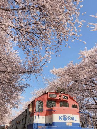 Korea's Must-Visit Cherry Blossom Spot in Spring — Jinhae Military Port Festival 🌸🚢