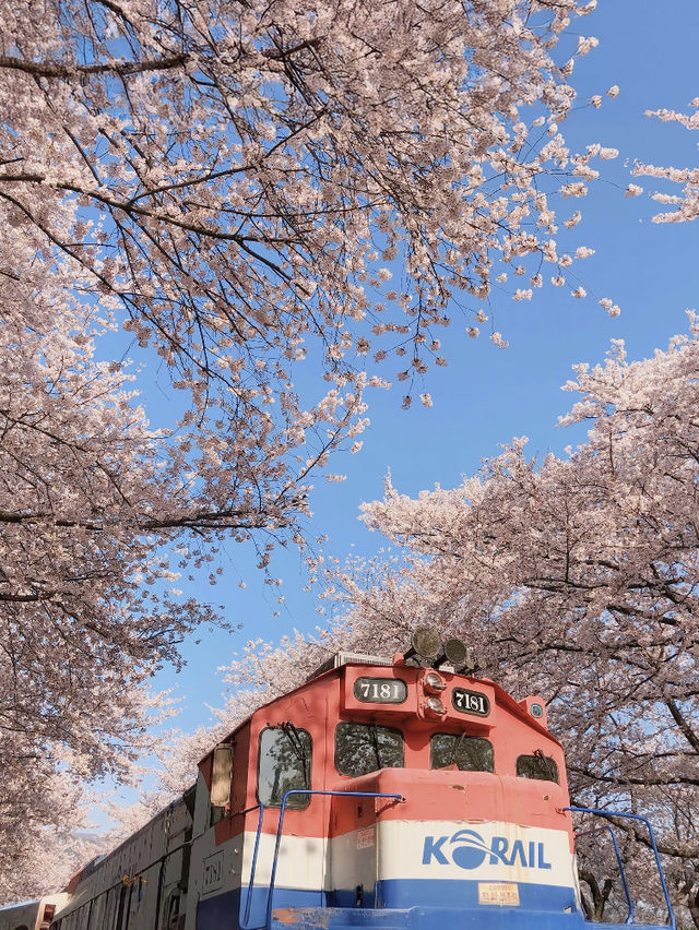 Korea's Must-Visit Cherry Blossom Spot in Spring — Jinhae Military Port Festival 🌸🚢