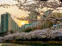 Title: Spring Magic in Seoul – Yeouido Cherry Blossom Festival