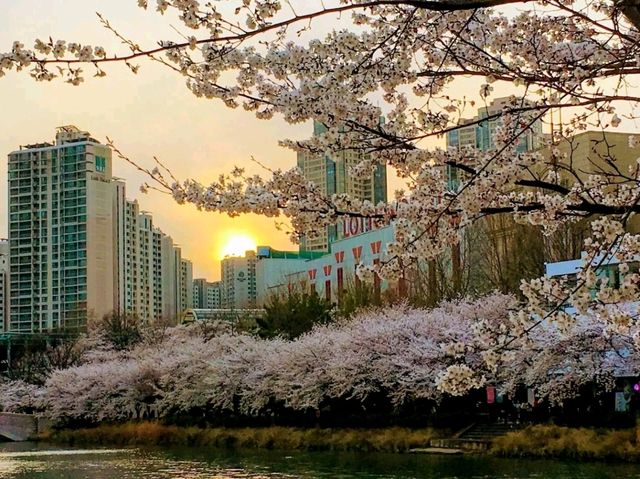 Title: Spring Magic in Seoul – Yeouido Cherry Blossom Festival