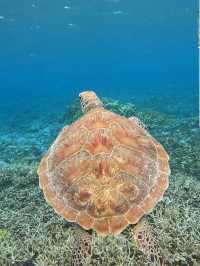 世界が恋する「ケラマブルー」🏖️