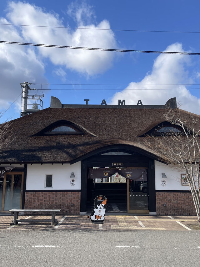 🌸和歌山必體驗｜會微笑的貓咪電車巡禮🐾