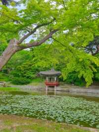 🪴🎐서울 궁궐 청덕궁 연휴 가족과 함께 창덕궁 