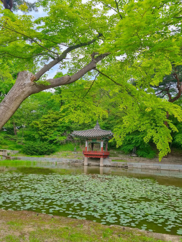 🪴🎐서울 궁궐 청덕궁 연휴 가족과 함께 창덕궁 