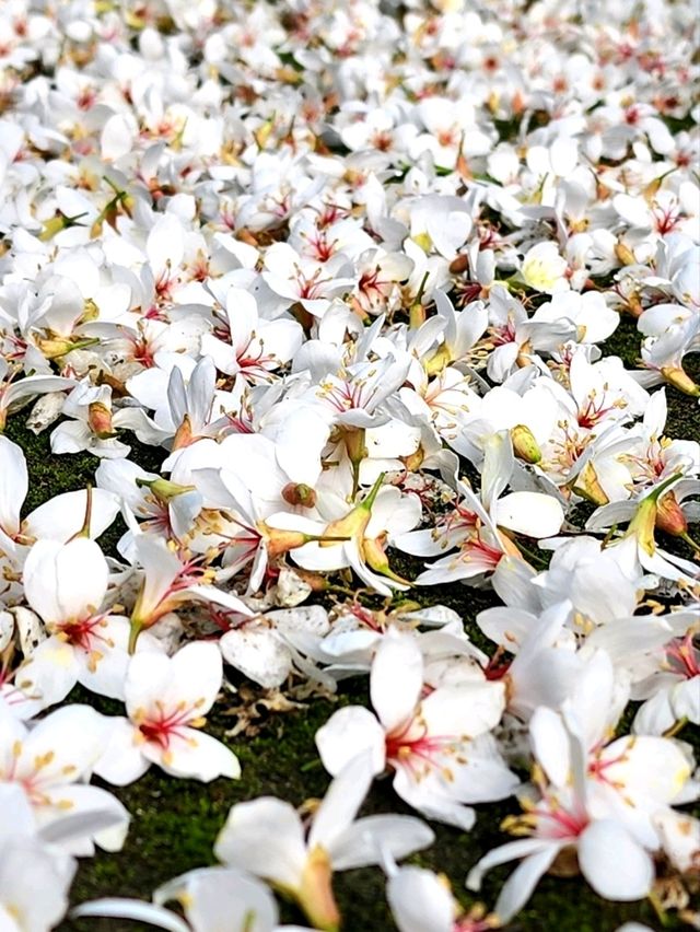 苗栗桐花5月雪初體驗，包車遊玩更舒適，雖然少少貴