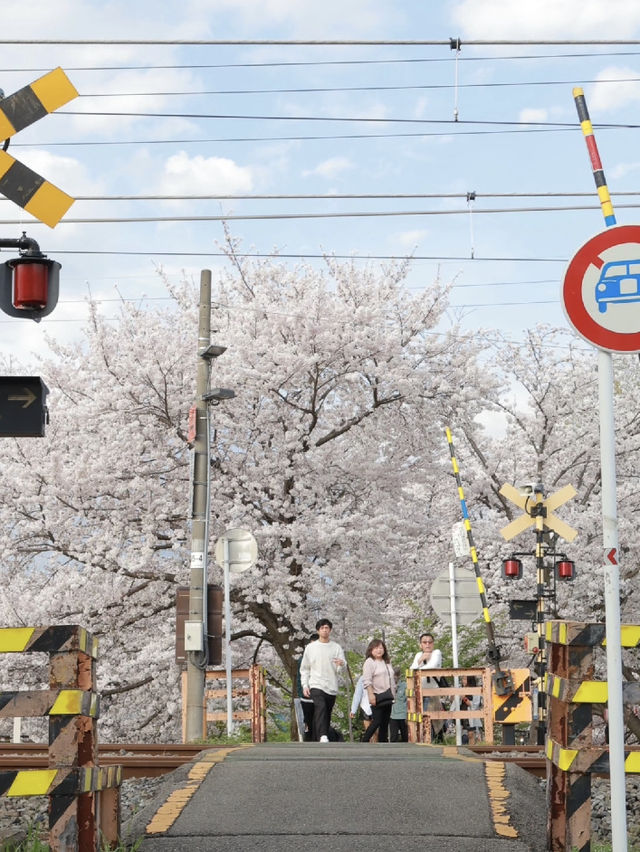 🌸 Nara Saho River – The Ultimate Low-Effort Cherry Blossom Walk
