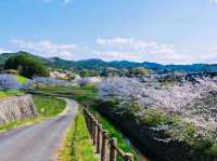 Spring Serenity in Nara’s Hidden Gem