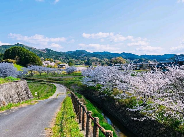 Spring Serenity in Nara’s Hidden Gem