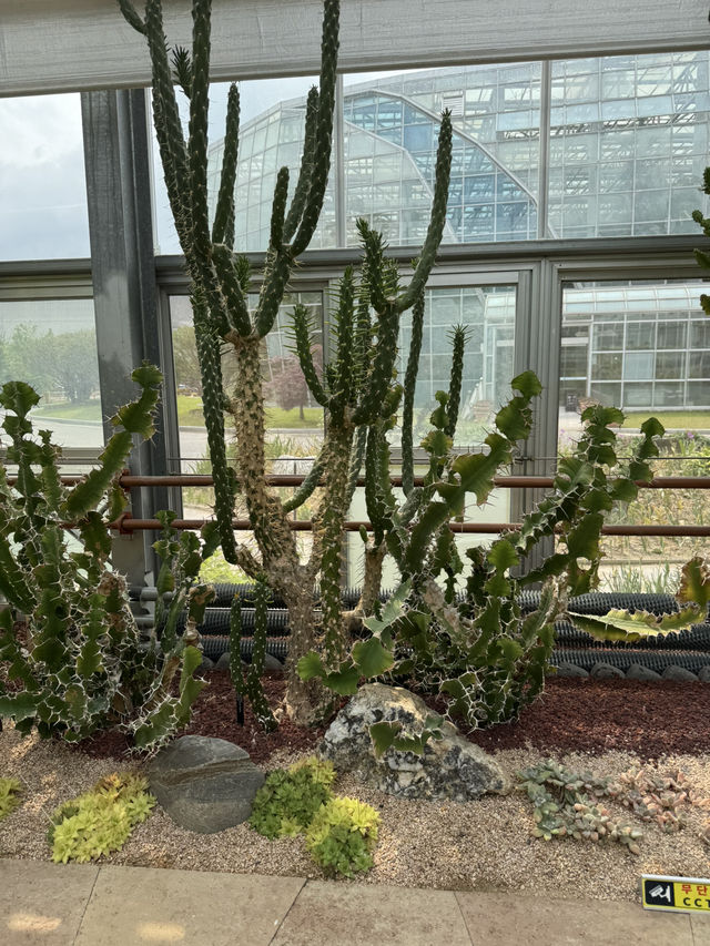 다육식물원에서 만난 귀여운 다육식물 관람 후기🌵