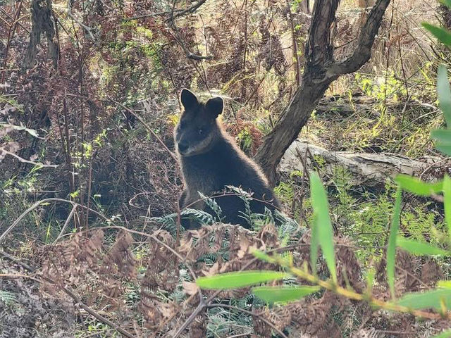 🌿 Rhyll Inlet Weekend Escape: 2 Days of Nature & Relaxation