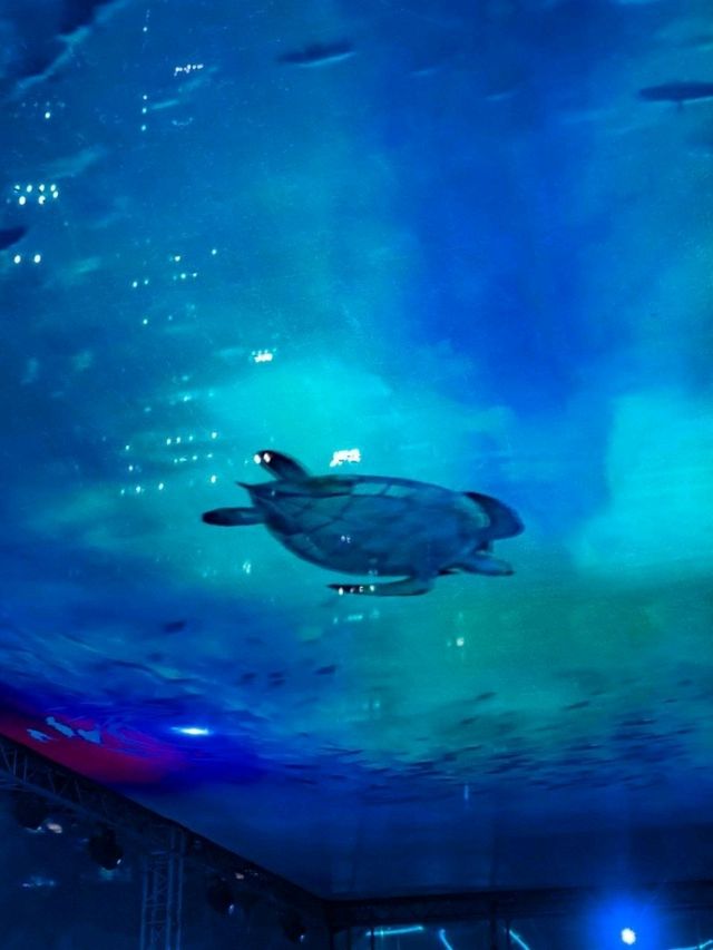 EXPERIENCE LIFE BENEATH THE WAVES IN THIS YEAR’S I LIGHT FESTIVAL! 💡
