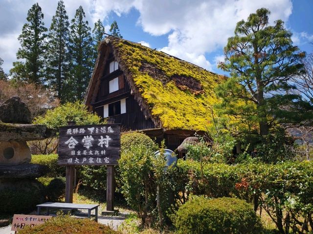 下呂合掌村賞櫻