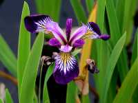 Tintinhull Garden – A Timeless Somerset Gem in Full Bloom