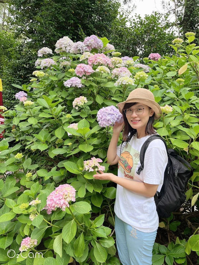 韓國🇰🇷釜山 太宗臺搭Danubi 小火車 六月來賞繡球花超值得！