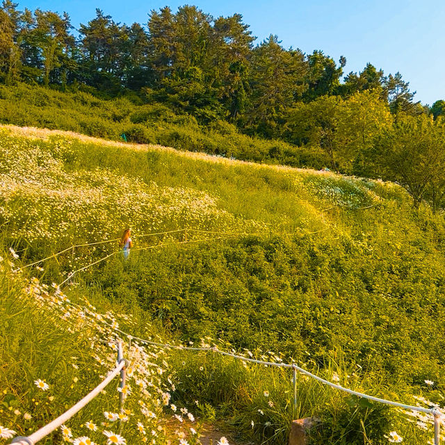 🌊 이번 주 꼭 가야 할 꽃면서, 바다와 샤스타데이지를 한 눈에🌼 부안 변산마실길