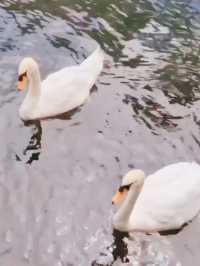 Swan Boats & Sakura Dreams at Tokiwa Park