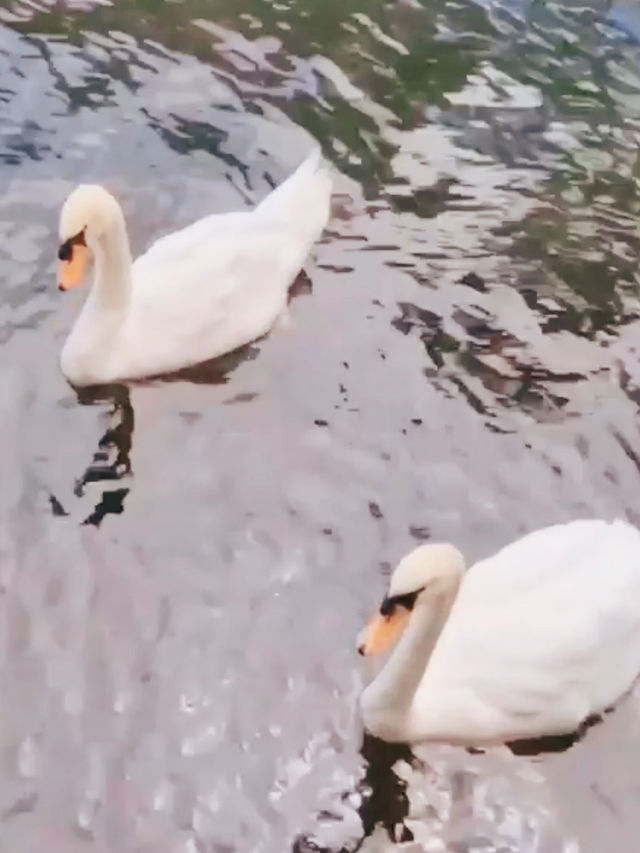 Swan Boats & Sakura Dreams at Tokiwa Park